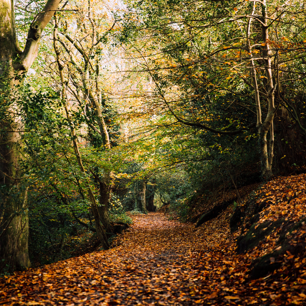 Our Favourite Autumn Walks in Cornwall