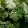 Geranium Leaf, Artist Pot