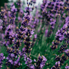 Lavender Fields, Beachcombing Glass Candle