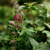 Bergamot & Nettle, Reed Diffuser