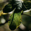 Fig Tree, Scented Tealights