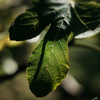 Fig Tree, Reed Diffuser