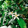 Orange Blossom, Garden Path Pot