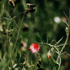 Sweet Pea, Garden Path Pot