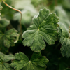 Geranium Leaf, Reed Diffuser