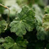 Geranium Leaf, Scented Tealights