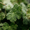 Geranium Leaf, Fragranced Coloured Pillar