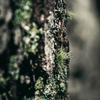 Granite & Moss, Scented Tealights