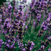 Lavender Fields, Scented 3” x 3” Pillar Candle