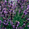 Lavender Fields, Scented Tealights