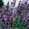 Lavender Fields, Scented Tin Candle