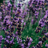 Lavender Fields, Reed Diffuser