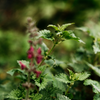 Bergamot & Nettle, Sand Dune Pot