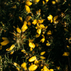 Wild Gorse, Sea & Shore Pot