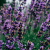 Lavender Fields, Large Pot