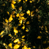 Wild Gorse, Scented Tealights