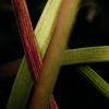 Wild Rhubarb, Fragranced Coloured Pillar