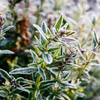 Winter Thyme, Scented Tealights